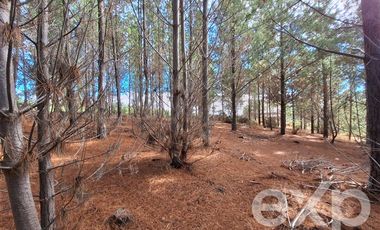 Agrícola en Venta en Vende sitio L44-5 vista amplia Alto Colorado Pichilemu