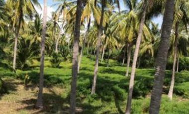 Lote La Puntilla San Blas