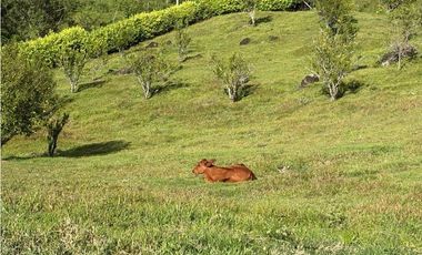 VENTA FINCA VENECIA, SUROESTE ANTIOQUEÑO