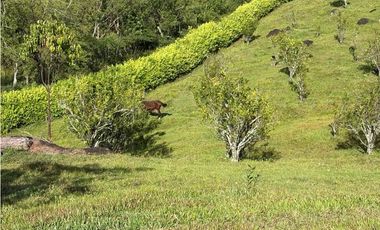 VENTA FINCA VENECIA, SUROESTE ANTIOQUEÑO