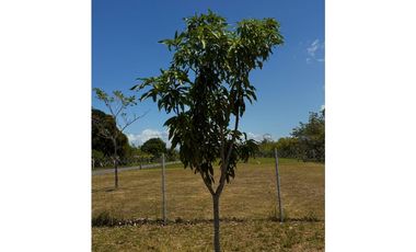 En venta propiedad con terreno de 1,003 m² en Chirú, Río Hato