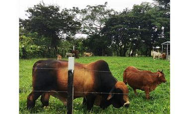 SE VENDE O ALQUILA FINCA EN LAS UVAS- SAN CARLOS