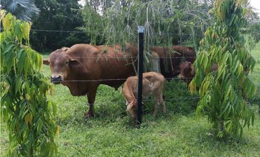 SE VENDE O ALQUILA FINCA EN LAS UVAS- SAN CARLOS
