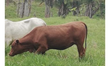 SE VENDE O ALQUILA FINCA EN LAS UVAS- SAN CARLOS