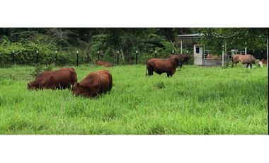 SE VENDE O ALQUILA FINCA EN LAS UVAS- SAN CARLOS