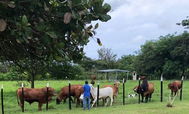 SE VENDE O ALQUILA FINCA EN LAS UVAS- SAN CARLOS