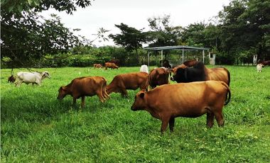 SE VENDE O ALQUILA FINCA EN LAS UVAS- SAN CARLOS