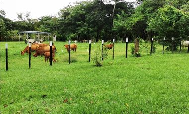 SE VENDE O ALQUILA FINCA EN LAS UVAS- SAN CARLOS