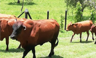 SE VENDE O ALQUILA FINCA EN LAS UVAS- SAN CARLOS