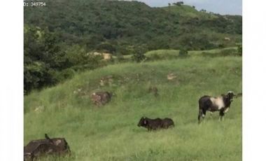 SE VENDE O ALQUILA FINCA EN LAS UVAS- SAN CARLOS