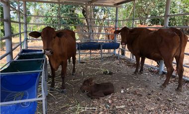 SE VENDE O ALQUILA FINCA EN LAS UVAS- SAN CARLOS