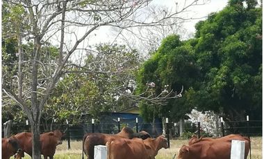 SE VENDE O ALQUILA FINCA EN LAS UVAS- SAN CARLOS