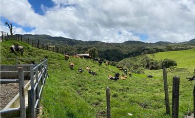 FINCA PRODUCTIVA EN VENTA EN LA UNIÓN – ANTIOQUIA 27 HA