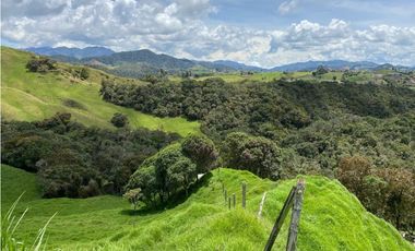 FINCA PRODUCTIVA EN VENTA EN LA UNIÓN – ANTIOQUIA 27 HA