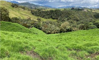 FINCA PRODUCTIVA EN VENTA EN LA UNIÓN – ANTIOQUIA 27 HA