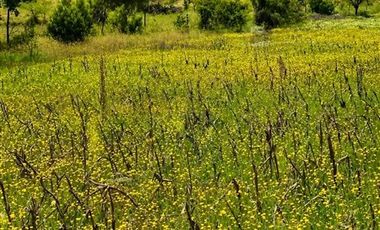 Parcela en Venta en SAN JAVIER