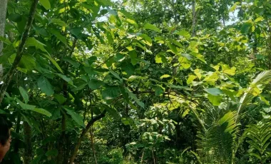 4 Bedroom House for sale in Wai Niao, Kanchanaburi