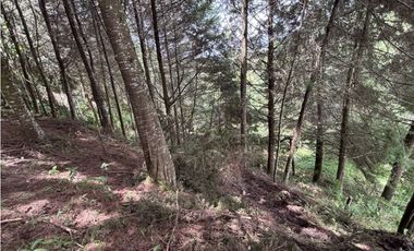 Venta lote en Las Palmas con quebrada y 35.000 m²