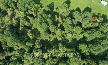 Terreno con monte y bosque de renovales, Paillaco