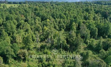 Terreno con monte y bosque de renovales, Paillaco