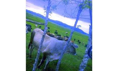 VENTA FINCA AGROPECUARIA SANTIAGO VERAGUAS
