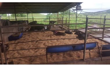 VENTA FINCA AGROPECUARIA SANTIAGO VERAGUAS