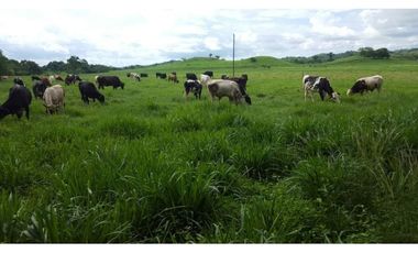 VENTA FINCA AGROPECUARIA SANTIAGO VERAGUAS