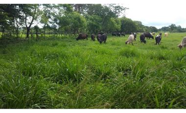 VENTA FINCA AGROPECUARIA SANTIAGO VERAGUAS