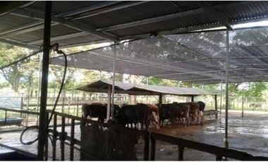 VENTA FINCA AGROPECUARIA SANTIAGO VERAGUAS