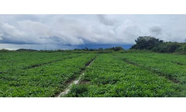 VENTA DE TERRENO DIVISA,CHITRE