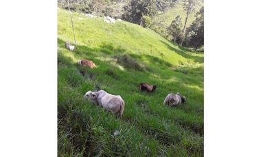 VENTA FINCA LLANO GRANDE