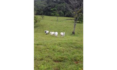 VENTA FINCA LLANO GRANDE