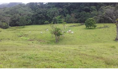 VENTA FINCA LLANO GRANDE
