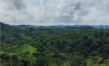 Se Vende Finca de 170 Hectáreas en Capira-Cacao
