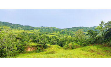 Se Vende Finca de 170 Hectáreas en Capira-Cacao
