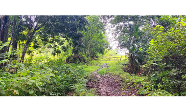 Se Vende Finca de 170 Hectáreas en Capira-Cacao