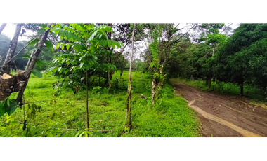 Se Vende Finca de 170 Hectáreas en Capira-Cacao