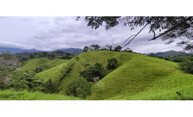 Se Vende Finca de 170 Hectáreas en Capira-Cacao
