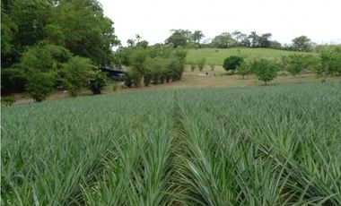 🌿 EN VENTA –  Hacienda Santa Domenica 🌿