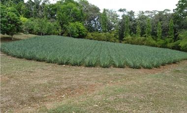 🌿 EN VENTA –  Hacienda Santa Domenica 🌿