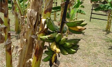 🌿 EN VENTA –  Hacienda Santa Domenica 🌿