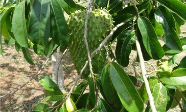 🌿 EN VENTA –  Hacienda Santa Domenica 🌿