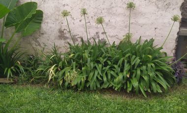 ALQUILER PH 2 AMB PLANTA BAJA OLIVOS