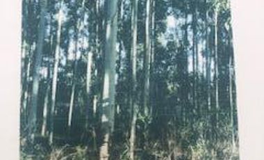 Campo - La Criolla