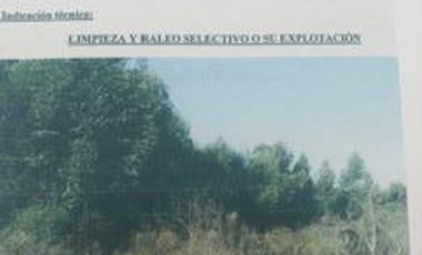 Campo - La Criolla