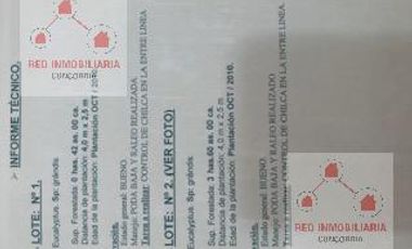 Campo - La Criolla