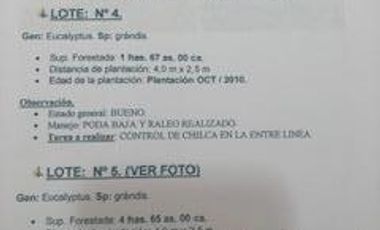 Campo - La Criolla