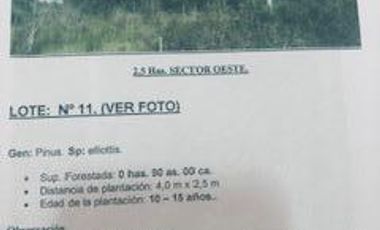 Campo - La Criolla