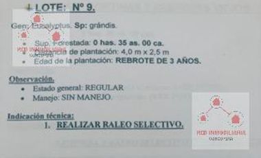 Campo - La Criolla