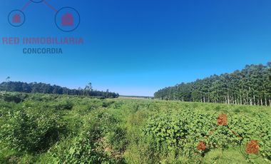CAMPO EN VENTA, BUENOS ACCESOS, CERCA DE PUEBLO LA CRIOLLA